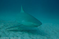 BD-101205-Playa-del-Carmen-2599-Carcharhinus-leucas-(Müller---Henle.-1839)-[Bull-shark.-Tjurhaj].jpg